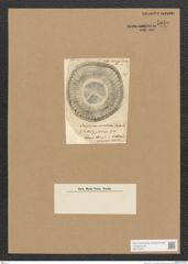 Diatomeae indet. Zeichnungen Sammlung Grunow Nr. 5059 (NHMW-BOT-W0373324)